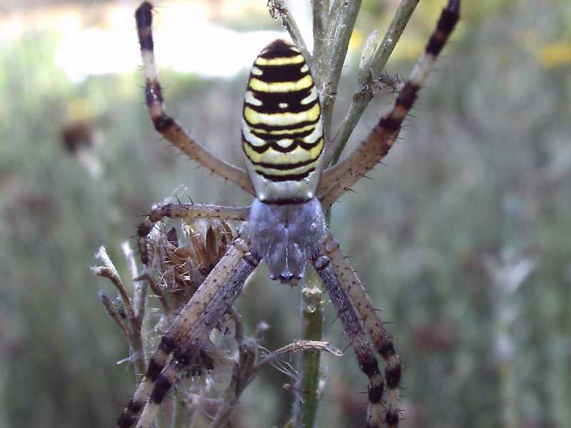 Argiope bruennichi